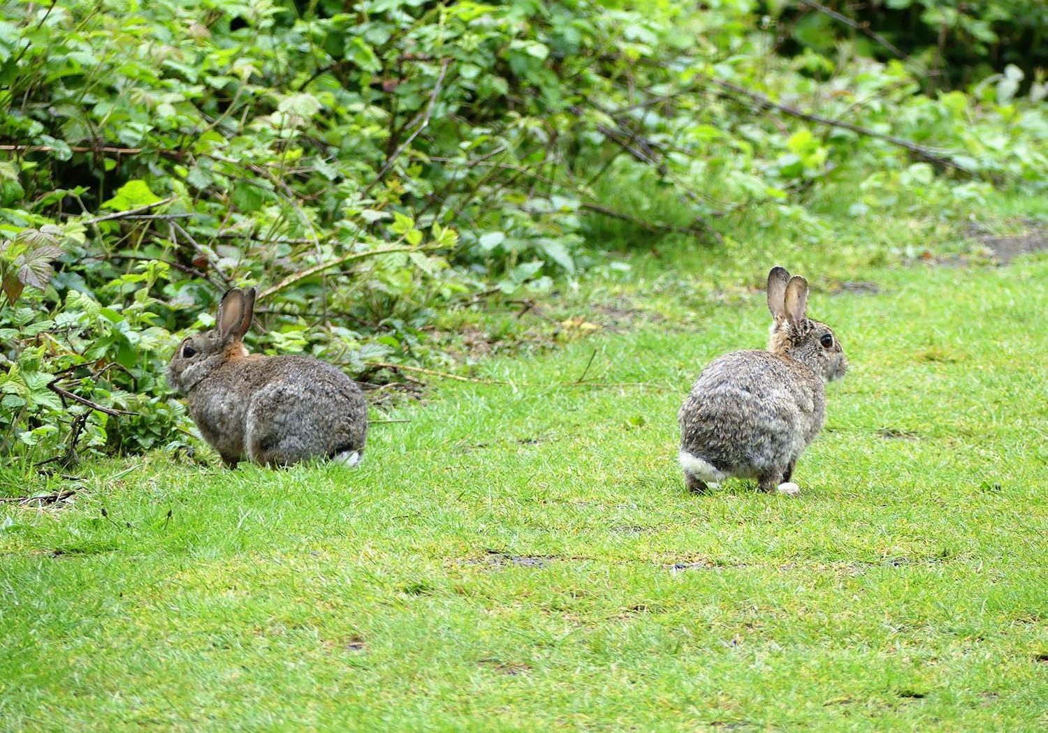 Wild Rabbits