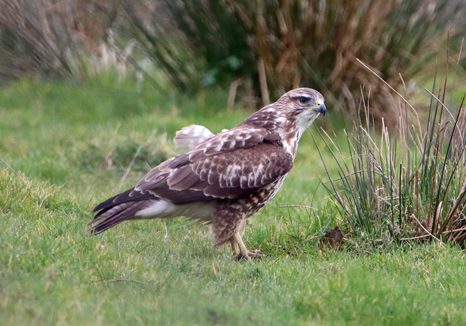 Buzzard in the Norfolk Countryside