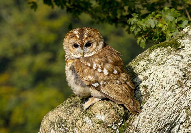 Owl in a nature reserve