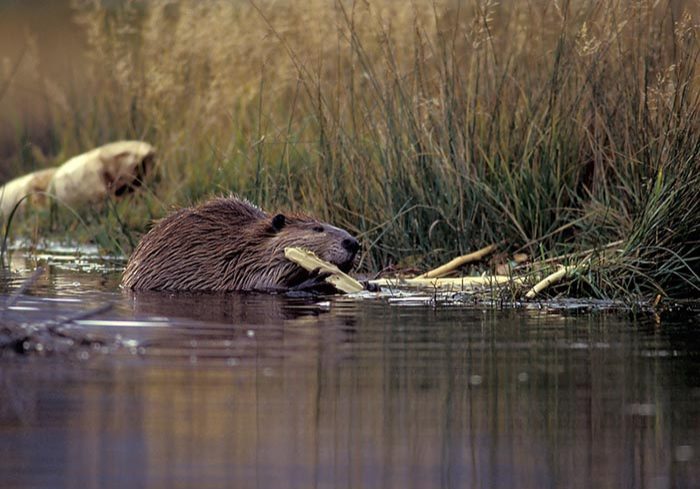 Beaver on a wildlife reserve