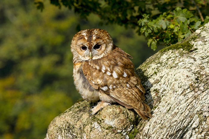 Owl in a nature reserve